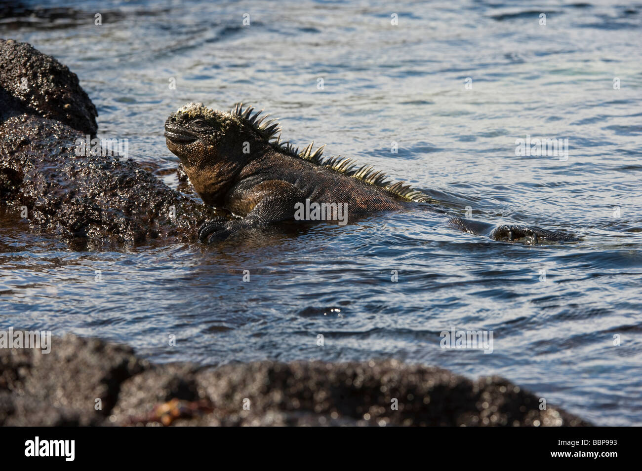 Marine iguana (Amblyrhynchus cristatus) swimming Punta Espinosa Fernandina Island Galapagos Ecuador Pacific Ocean South America Stock Photo