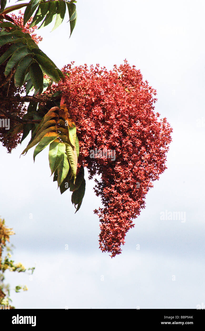 Africa Ethiopia Oromia Region Bale Mountains flowering Flame Tree Peltophorum africanum Stock Photo