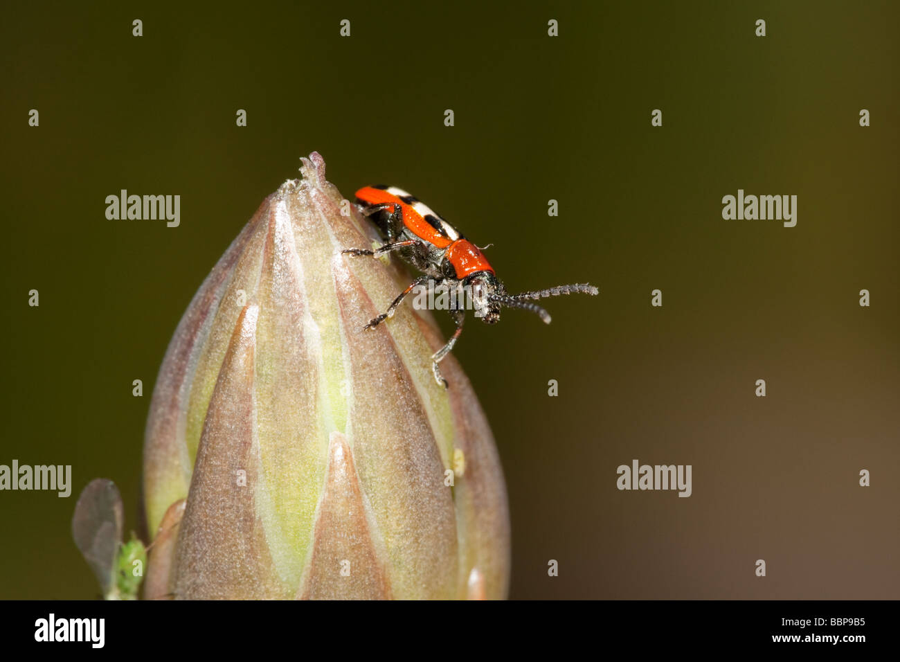 Asparagus beetle on asparagus tip Stock Photo Alamy