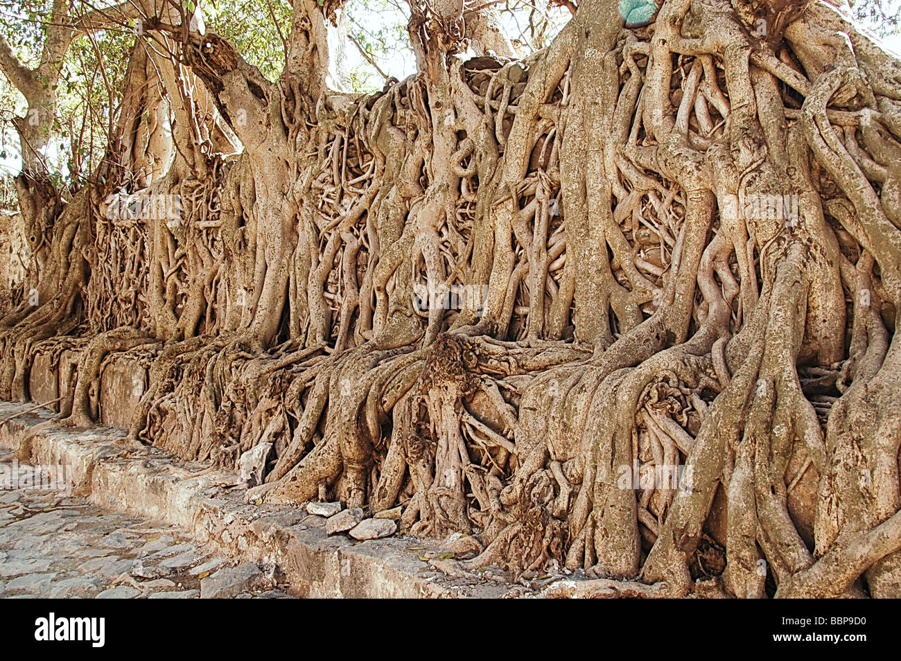 African roots hi-res stock photography and images - Alamy