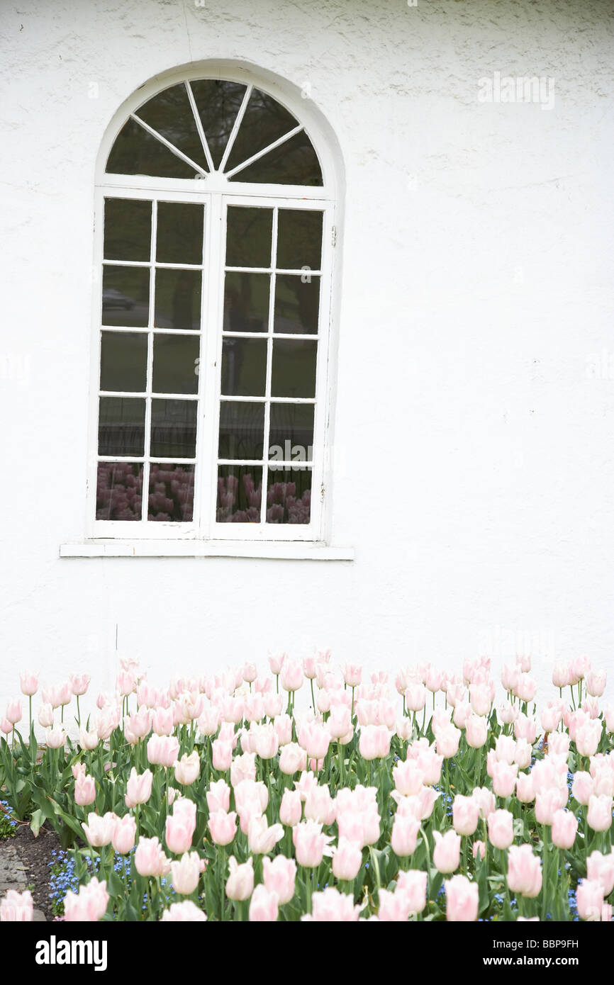 Window on white building with pink tulips Stock Photo