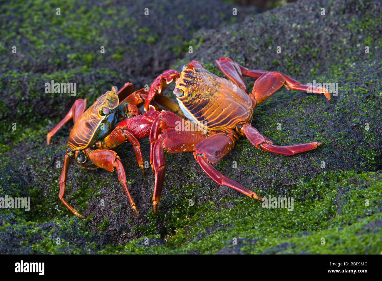 Sally lightfoot crabs (Grapsus grapsus) courtship behaviour Punta Espinosa Fernandina Island Galapagos Ecuador Pacific Ocean Stock Photo