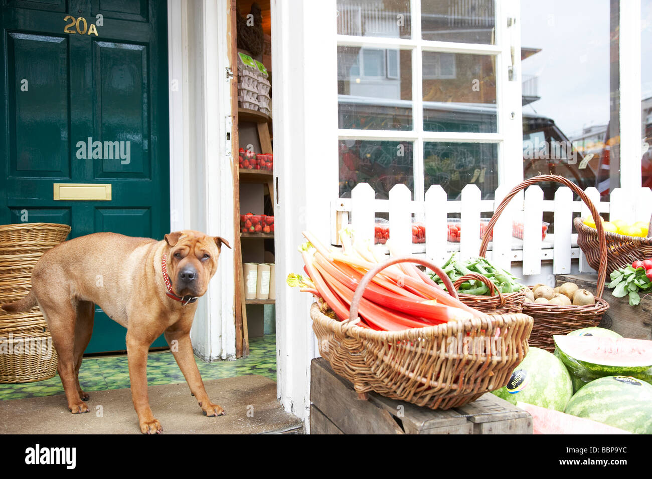 Dog outside a grocers shop Stock Photo