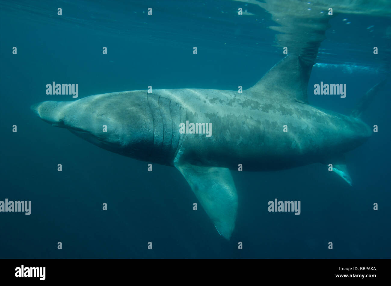 Basking shark feeding of the Cornish Coastline Cornwall UK Stock Photo