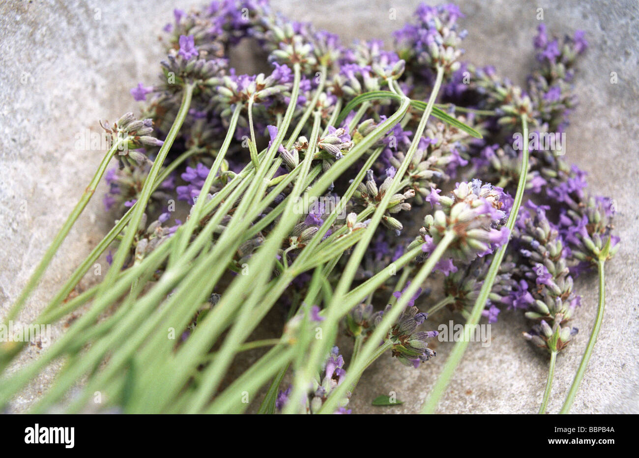 Close-up of cut Lavender in grey dish, short depth of field Stock Photo
