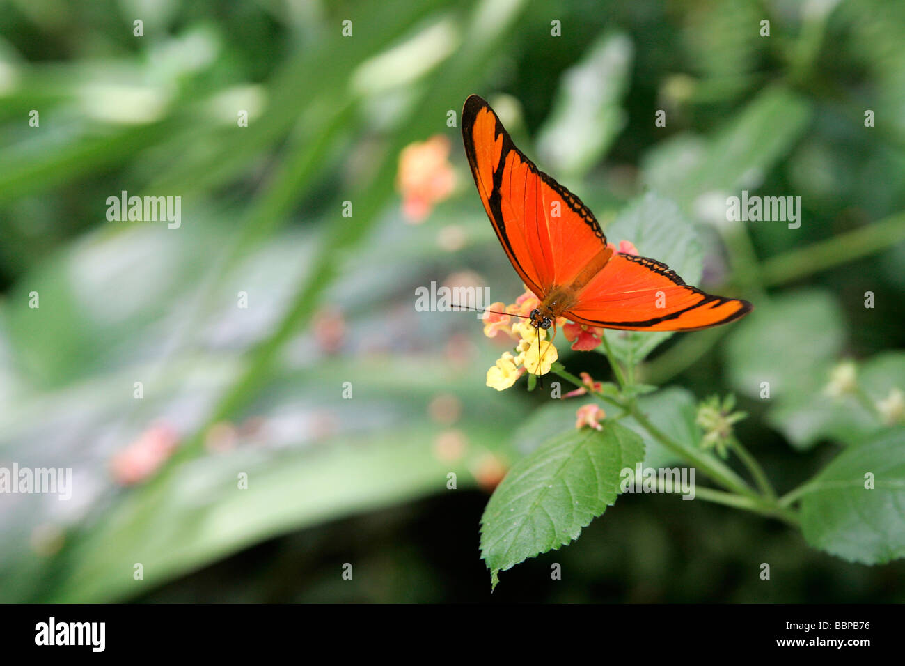 HOUSE OF TROPICAL BUTTERFLIES, NATUROSPACE, HONFLEUR, CALVADOS (14