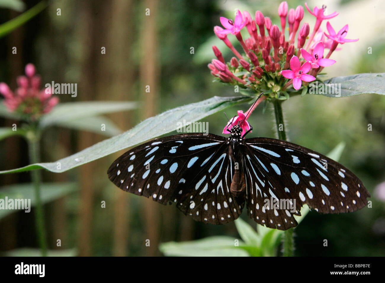 TIRUMALA SEPTENTRIONIS, BUTTERFLIES IN A TROPICAL GREENHOUSE