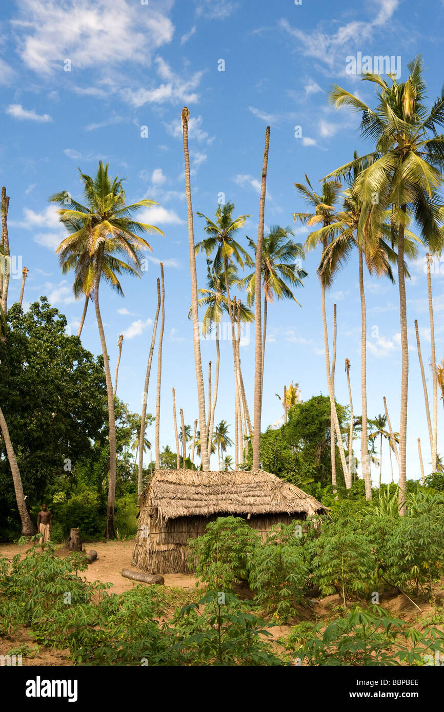 A smallholder farmer growing cassava in a diseased coconut plantation Quelimane Mozambique Stock Photo