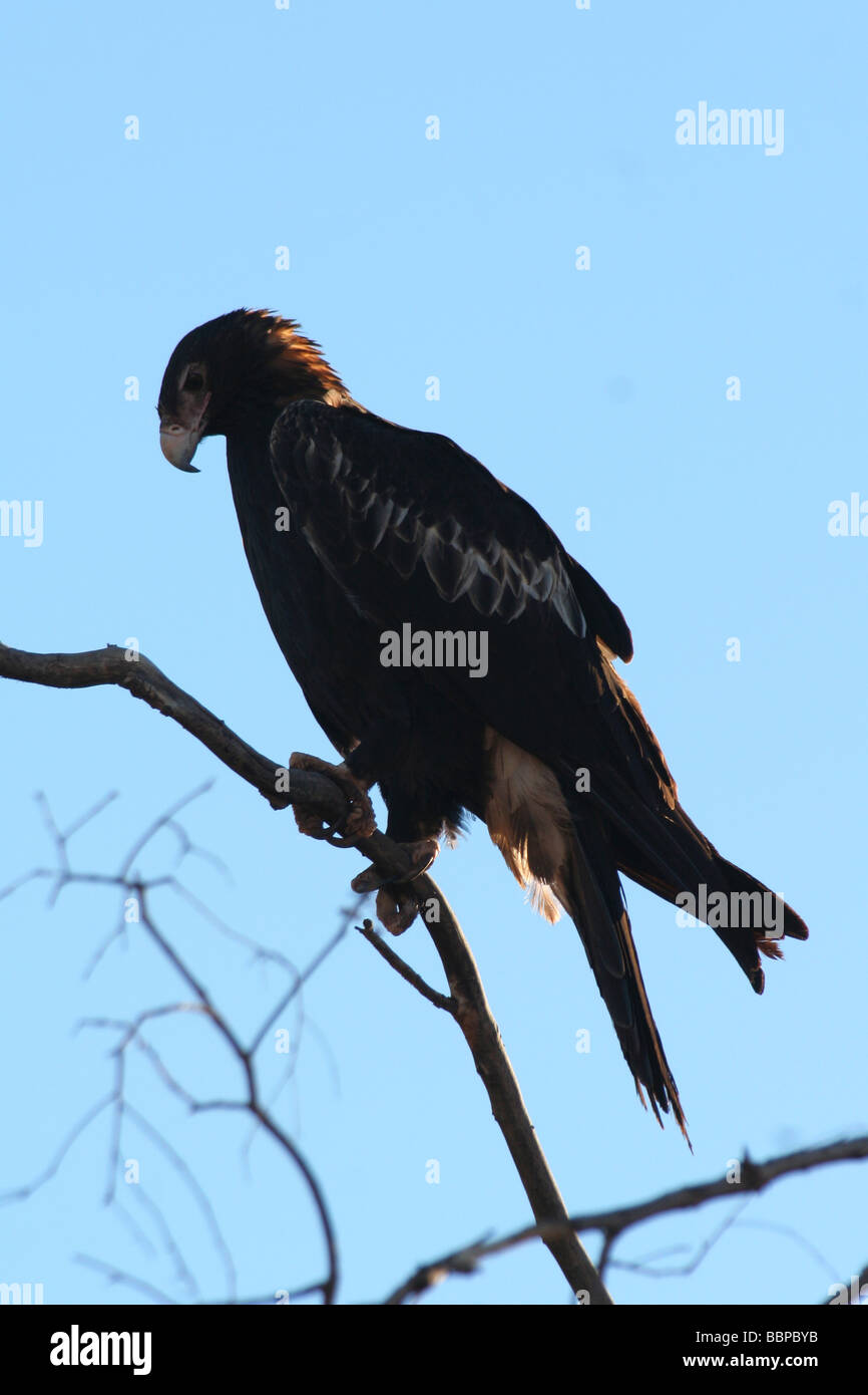 Wedge Tailed Eagle High Resolution Stock Photography and Images - Alamy