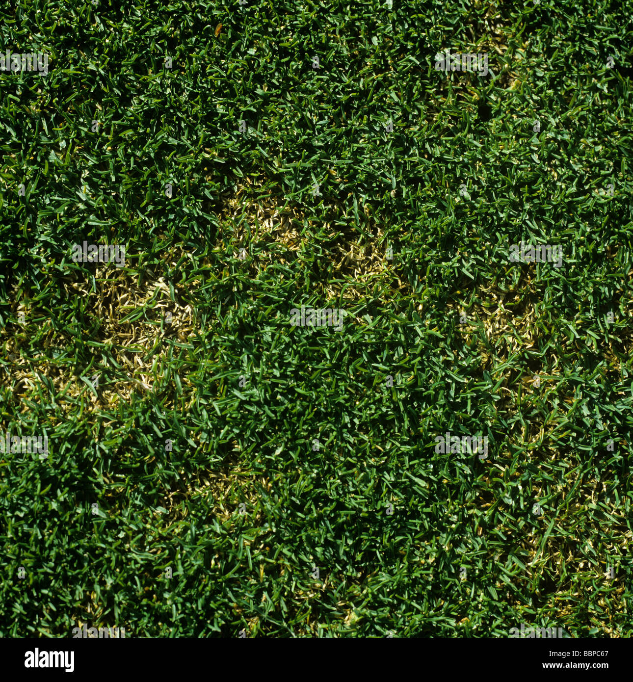 Snow mould Monographella nivalis patch in golf course green turf Stock Photo