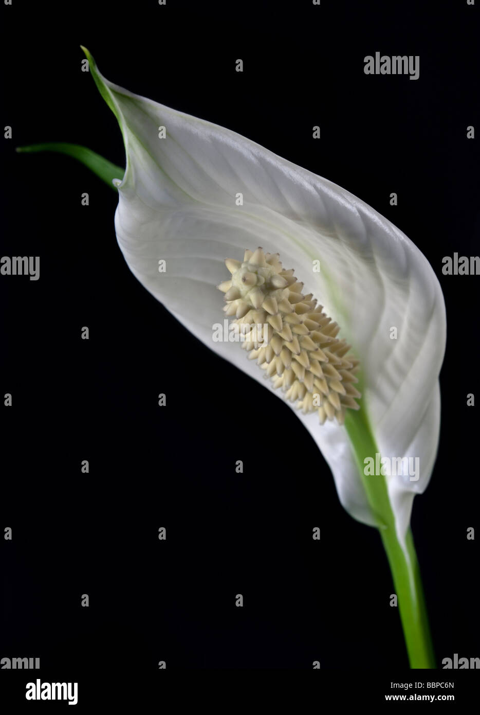 White Peace Lily (spathiphyllum) Stock Photo