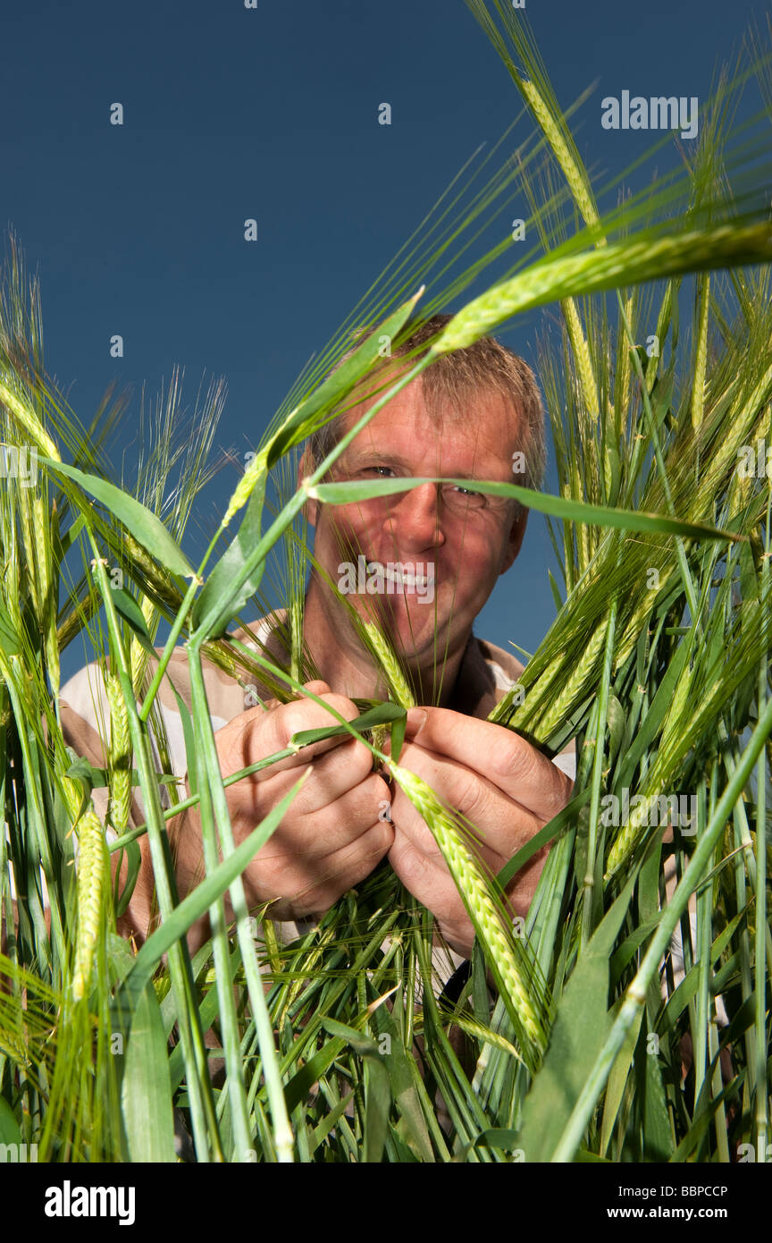Farmer inspecting the quality of Winter Barley crop Kelso Scottish Borders  Stock Photo