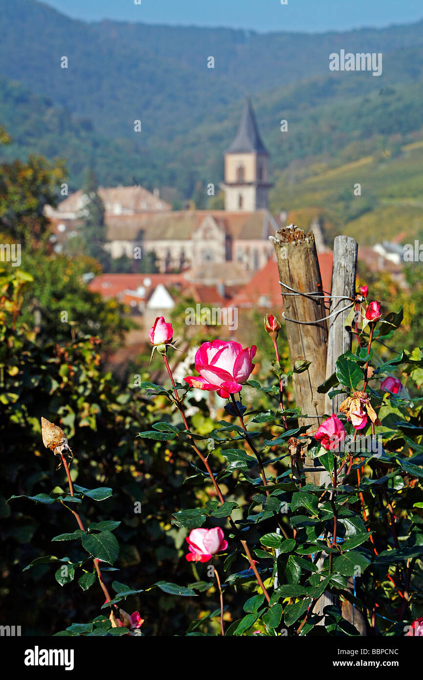 ROSES AMONGST THE GRAPEVINES AND ALSATIAN VINEYARD, THE ALSATIAN WINE ROAD, RIBEAUVILLE, HAUT-RHIN (68), ALSACE, FRANCE Stock Photo