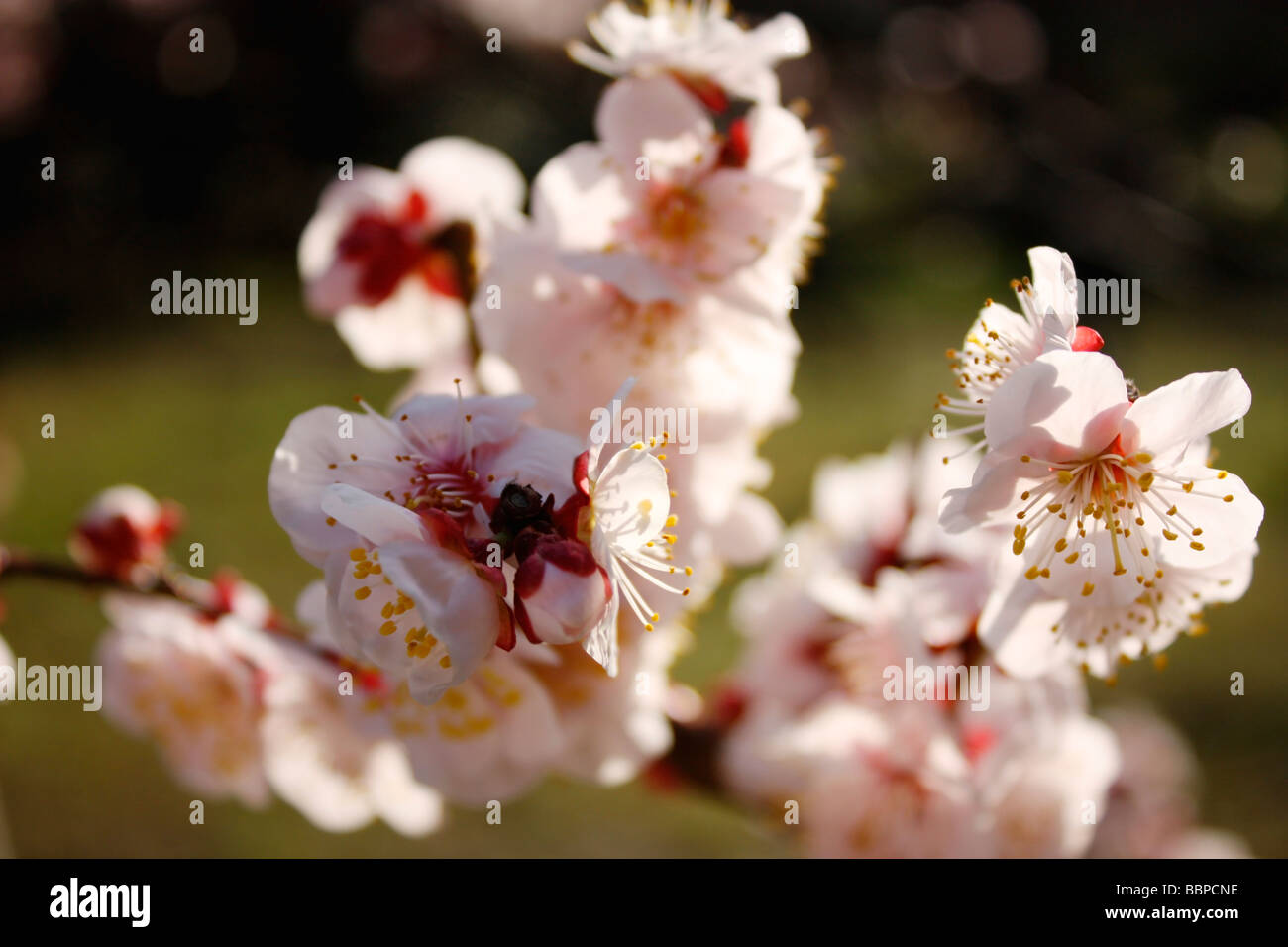 Japanese cherry blossom in spring Stock Photo - Alamy