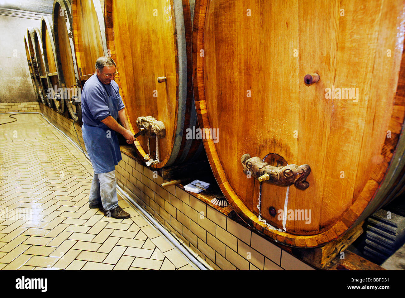 WINE-MAKING CELLAR AT THE ROLLY GASSMANN ESTATE, RORSCHWIHR, THE ALSATIAN WINE ROAD, HAUT-RHIN (68), ALSACE, FRANCE Stock Photo