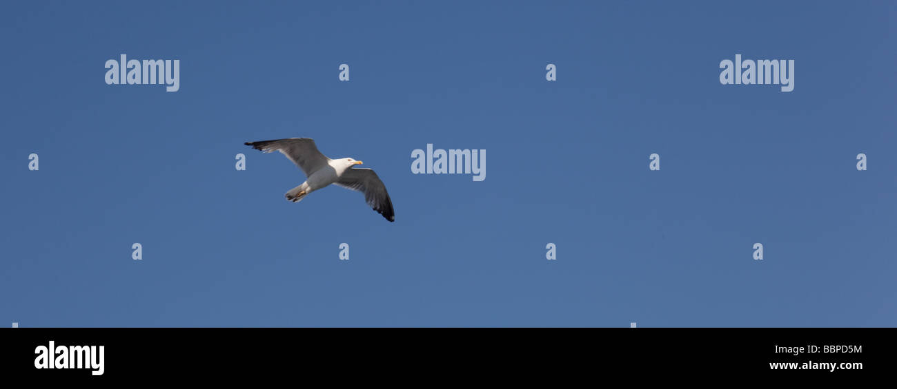 Blue bird flying free freedom hi-res stock photography and images - Alamy