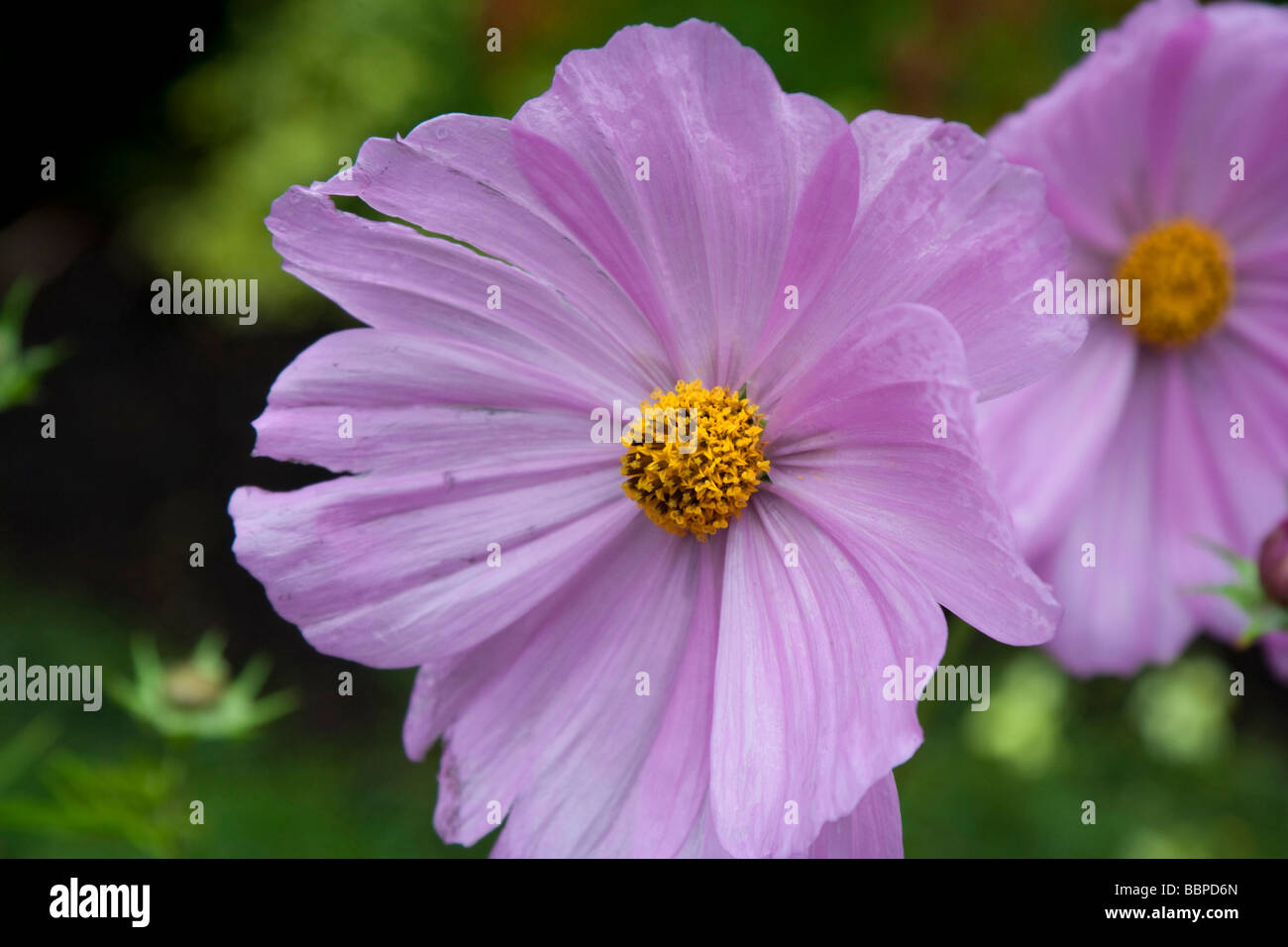 Pink Summer Flowers Cosmos bipinnatus in Vancouver Island British Columbia Canada Stock Photo
