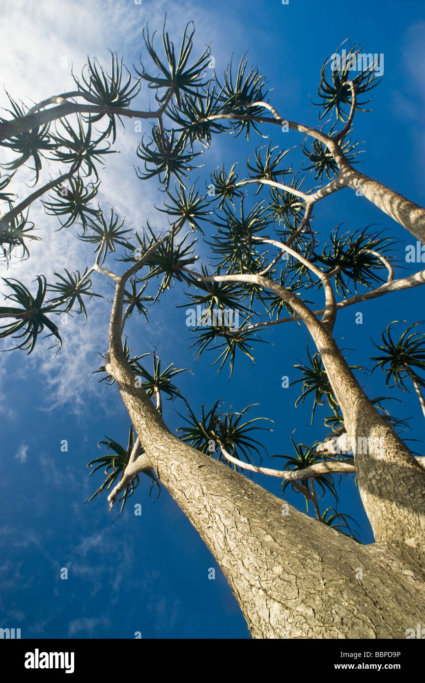 Tree Aloe (Aloe barberae) from below against a polarised blue clouded sky, Isimangaliso Wetland Park, Kwazulu Natal, South Africa Stock Photo