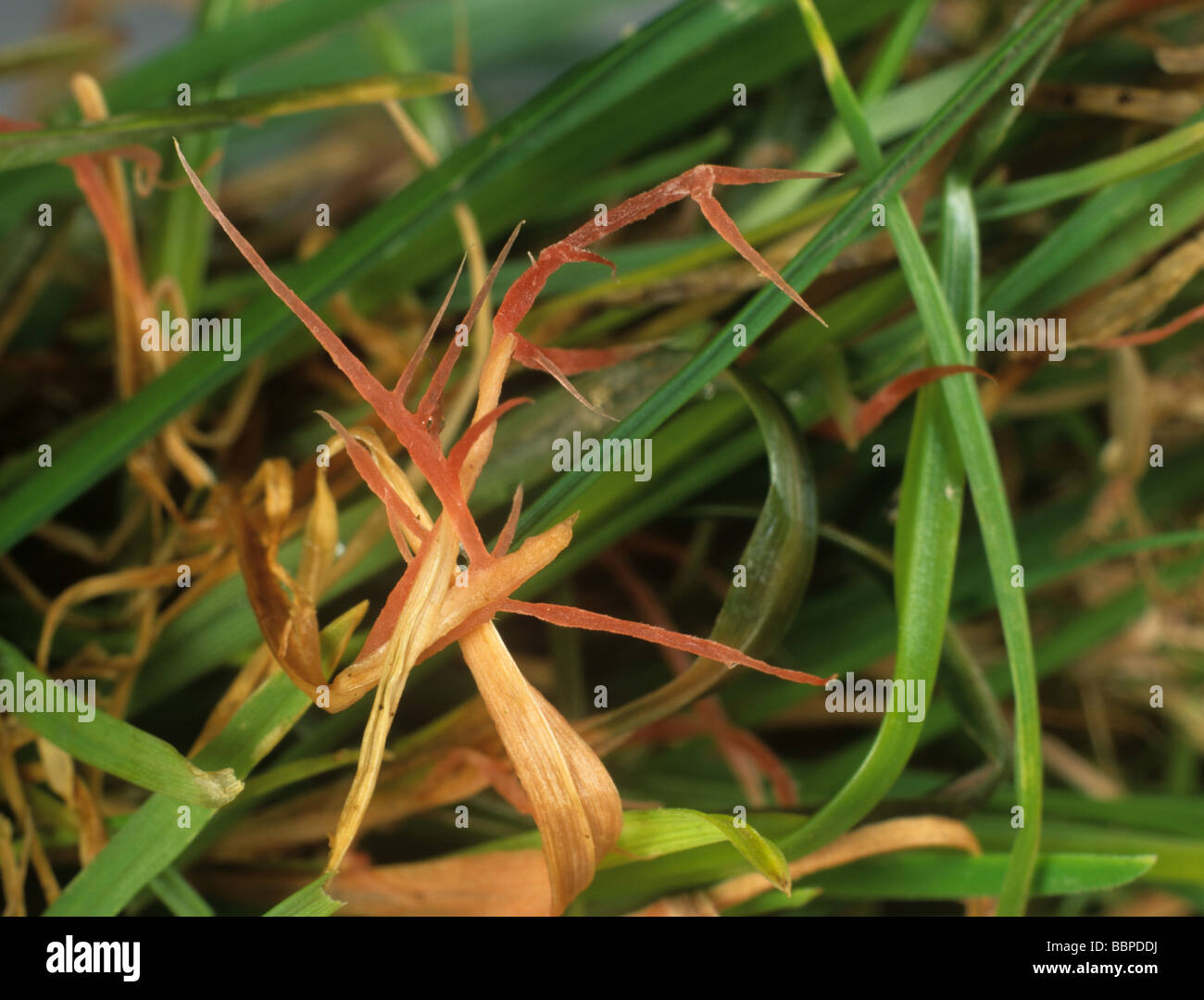 Red thread Laetisaria fuciformis red mycelial strands on turf grass Poa spp Stock Photo