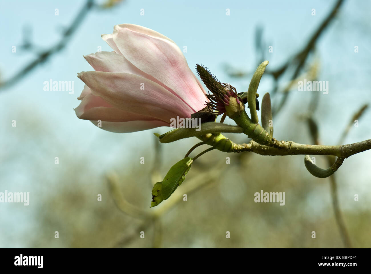 Magnolia dawsoniana CLARKES VARIETY Stock Photo