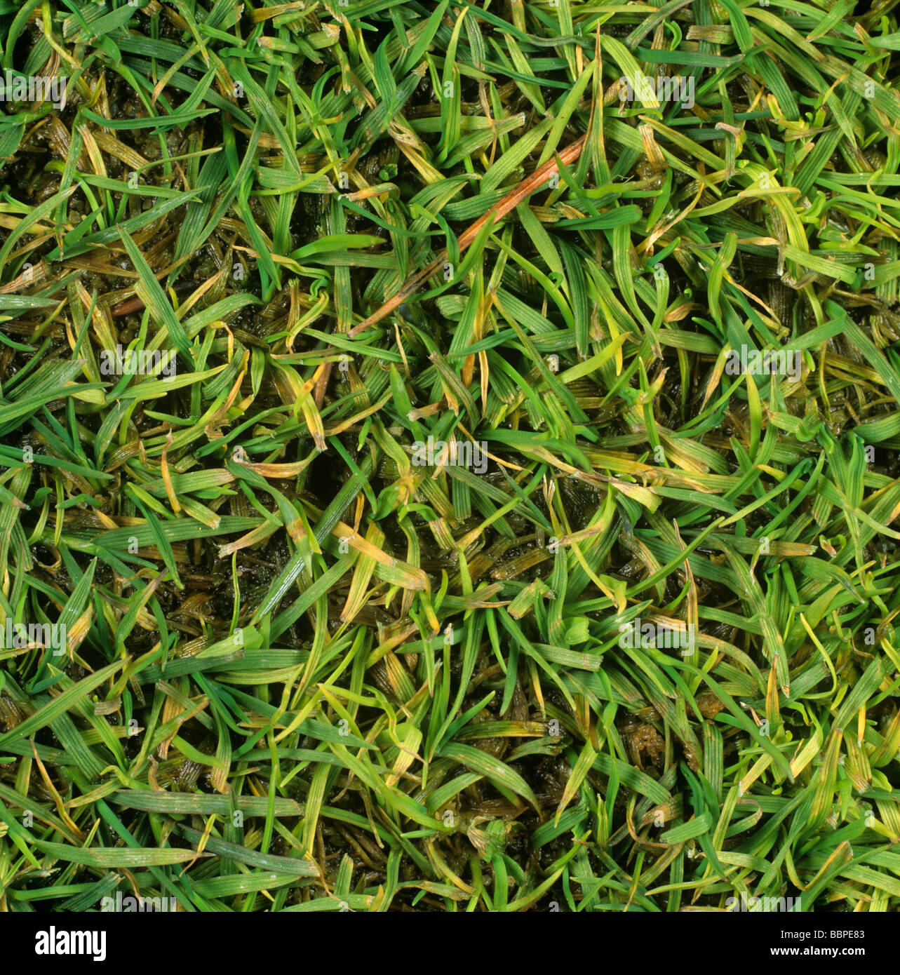 Yellow patch Rhizoctonia cerealis on turf grass Agrostis sp Stock Photo