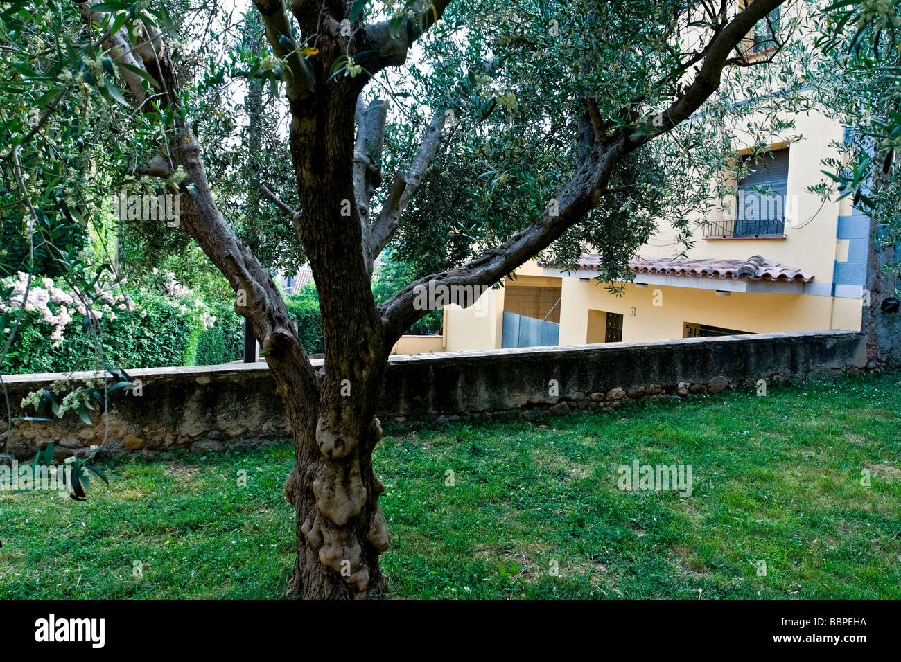 Tree in public garden, Llado, near Figueres, Northern spain. Stock Photo