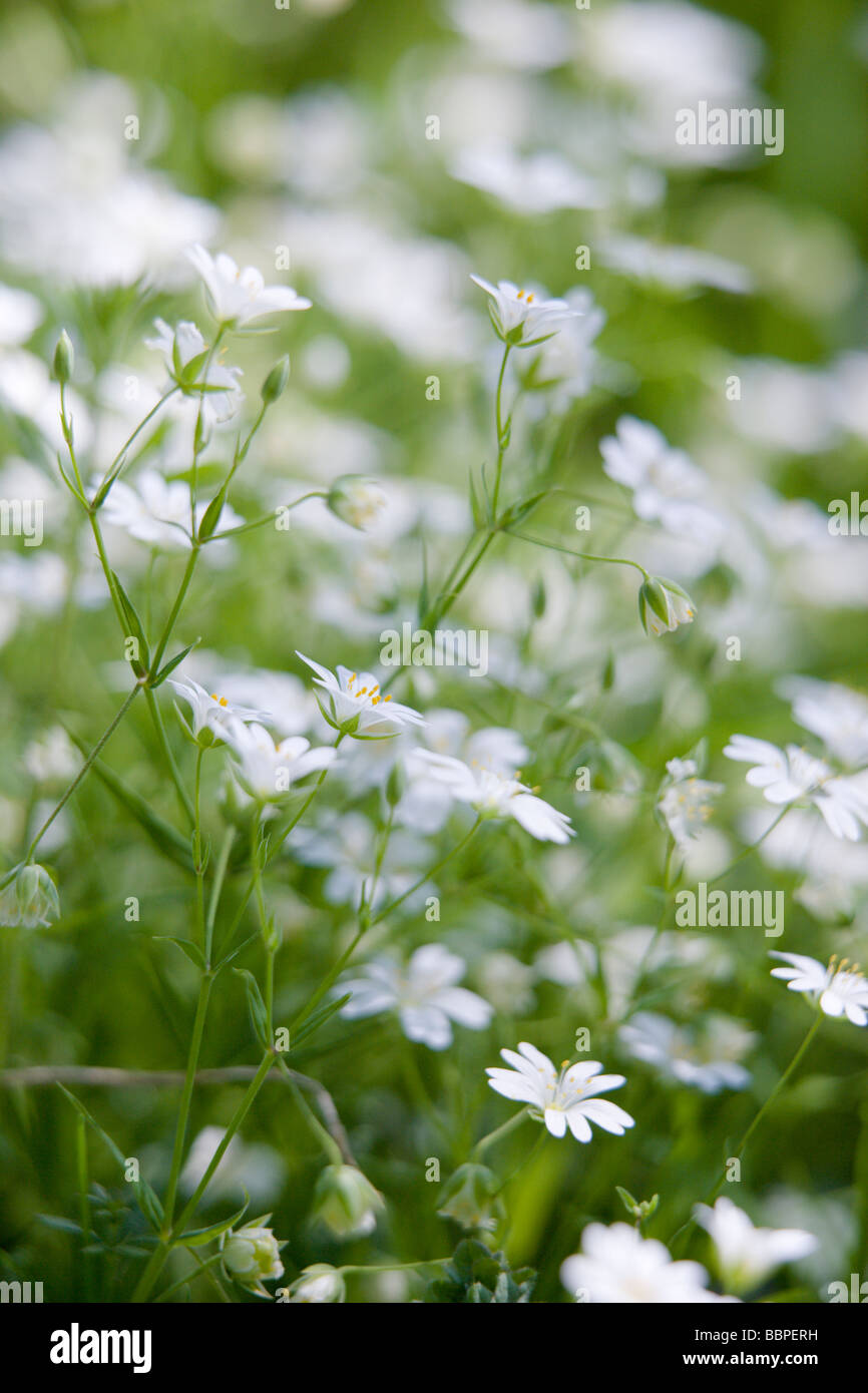 Greater Stitchwort Stellaria holostea flowers Stock Photo