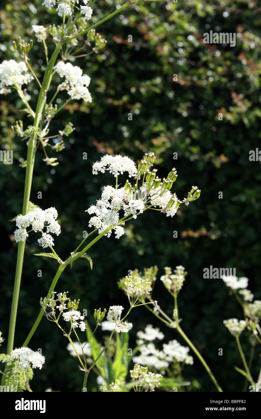 Anthriscus sylvestris summer cow parsley Stock Photo