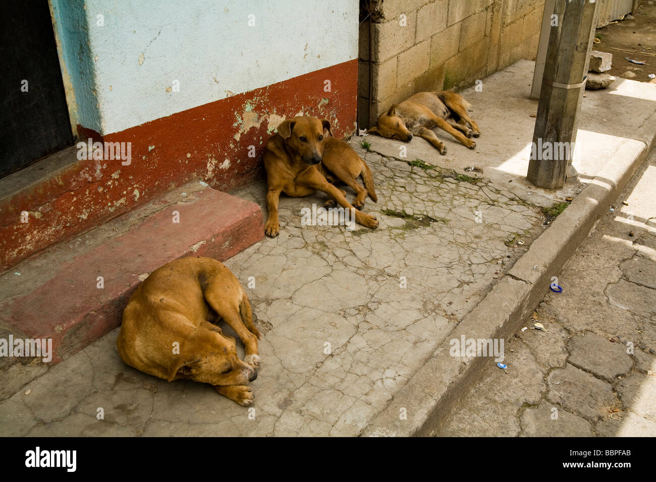 Central america stray dogs resting in the shade hires stock