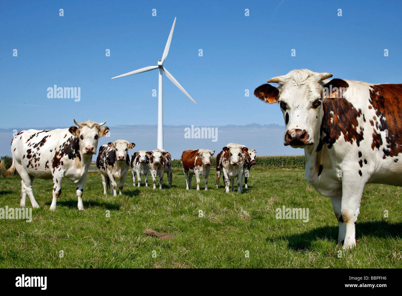 HERD OF NORMANDY COWS IN FRONT OF THE WIND TURBINES ON THE HEIGHTS OF ...