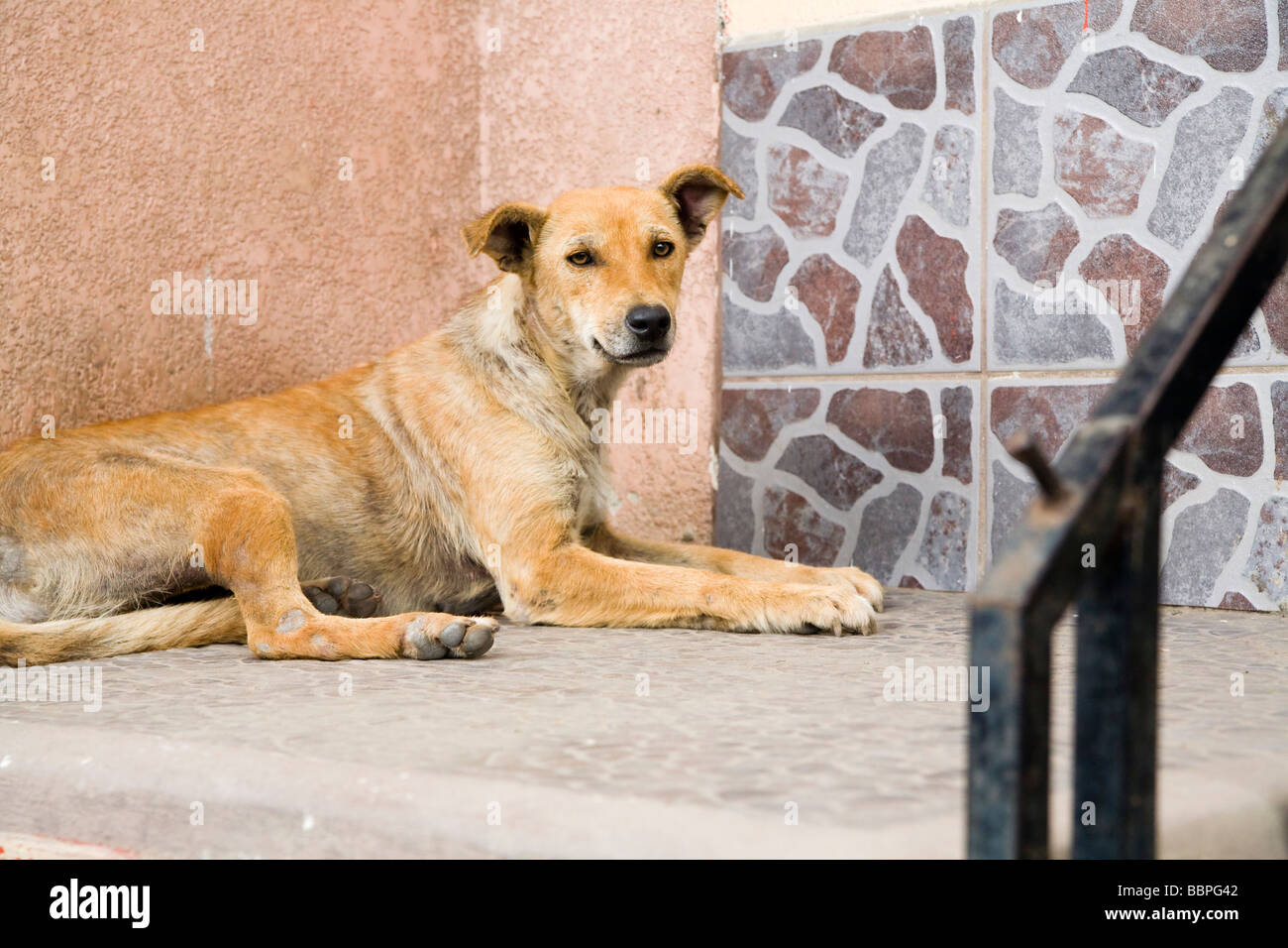 Patzicia,Guatemala;Central America,Stray dog Stock Photo Alamy