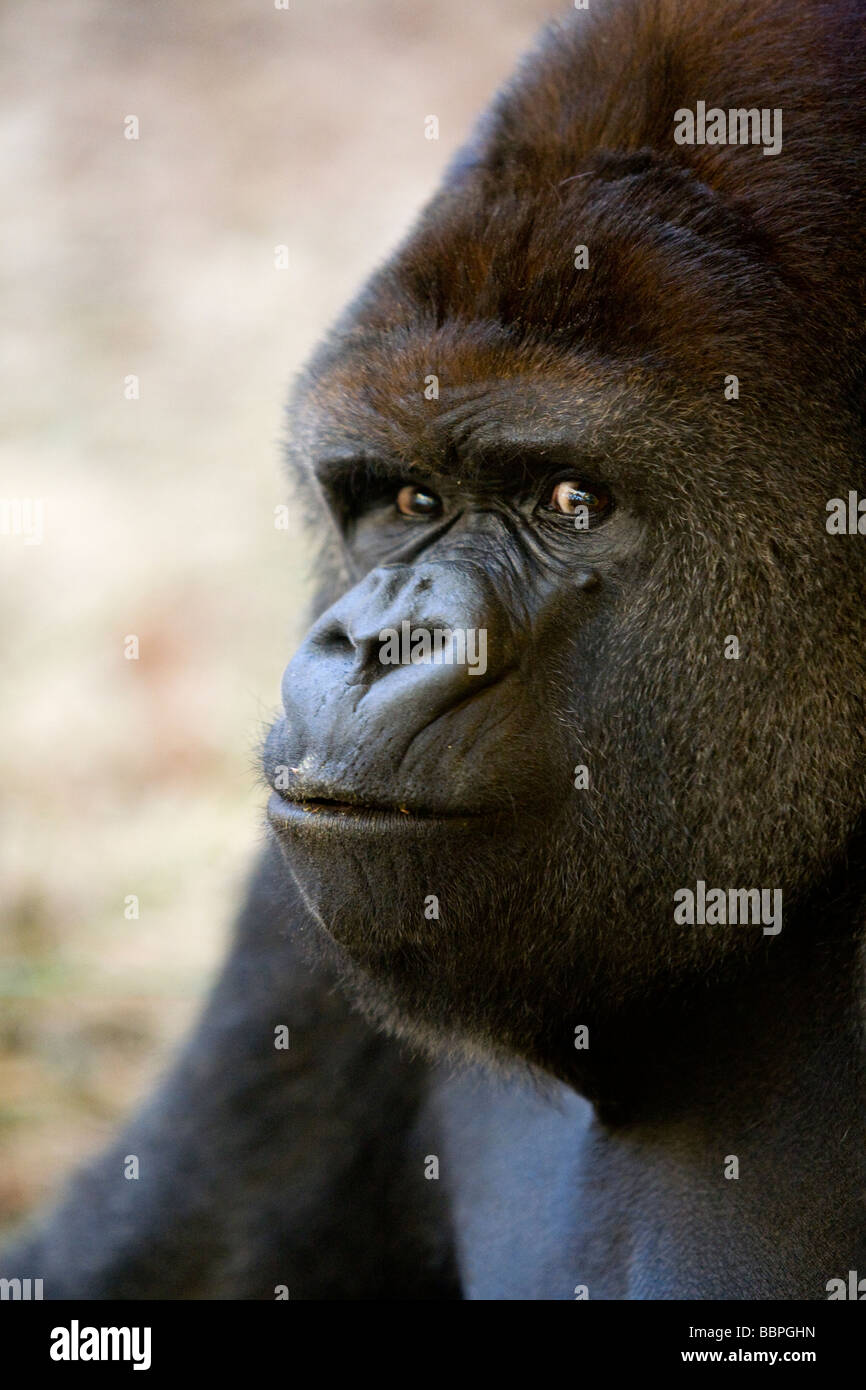 Western Gorilla ( Gorilla gorilla ) portrait Stock Photo