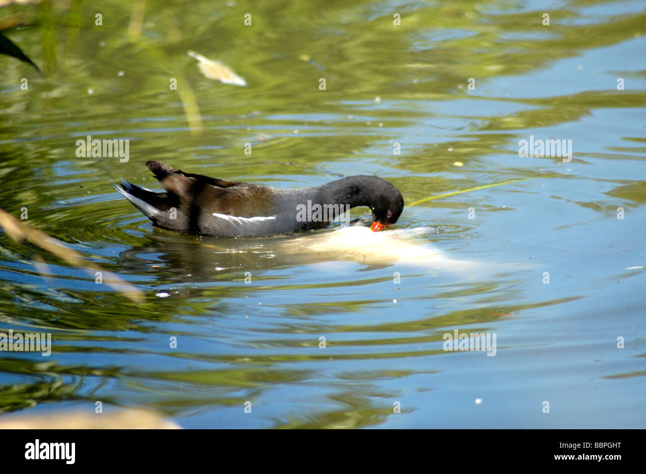 Moorhen Eating Fish ( Gallinula chloropus Stock Photo Alamy