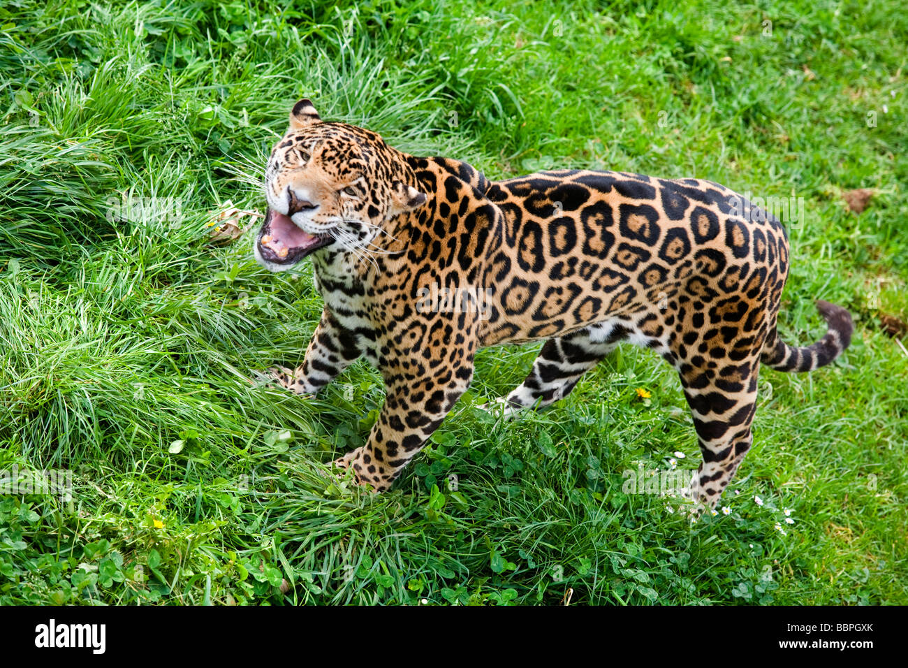 jaguar ( Panthera onca ) Stock Photo