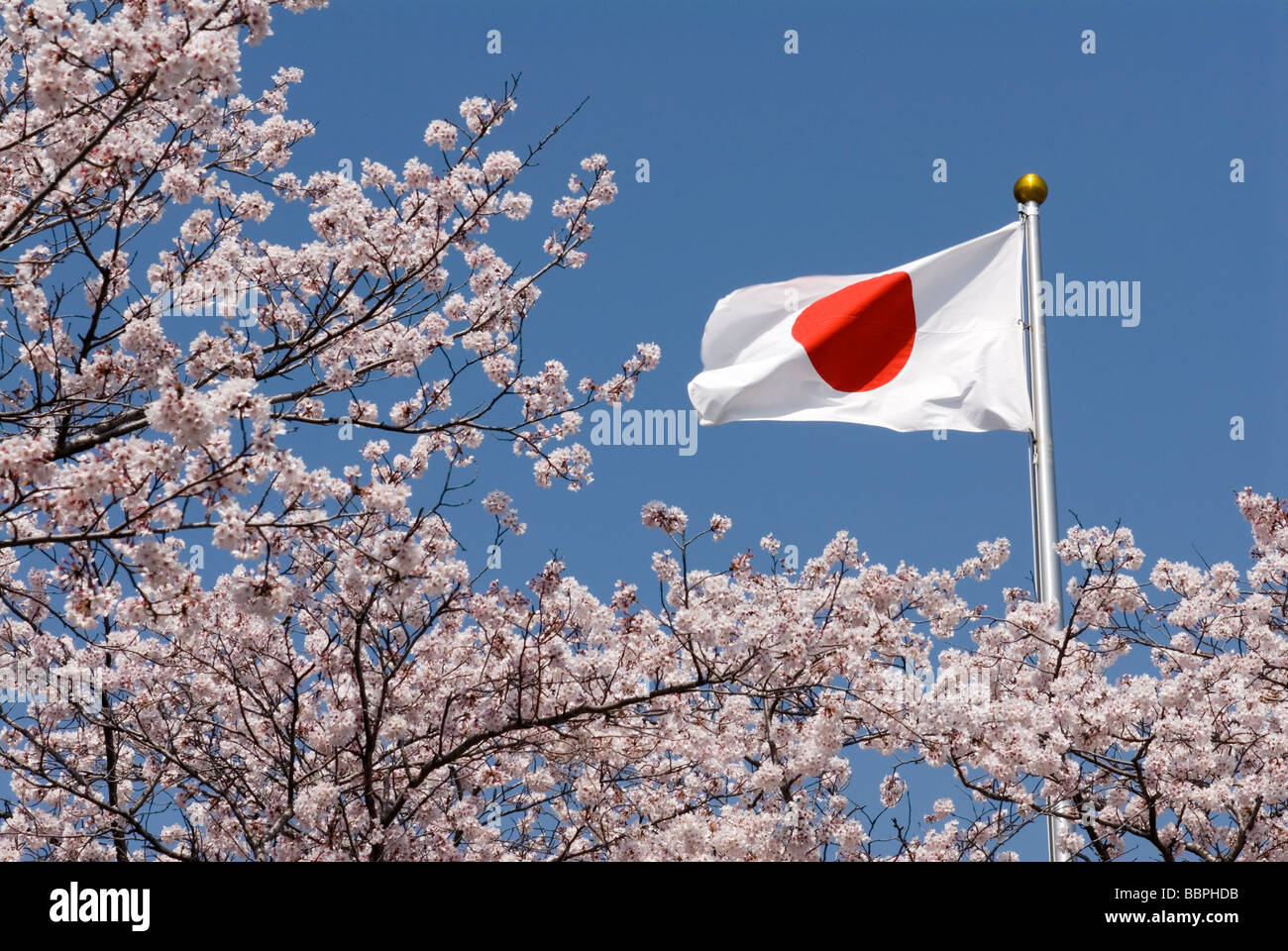 The hinomaru, or national flag of Japan, is surrounded by flowering cherry trees Stock Photo
