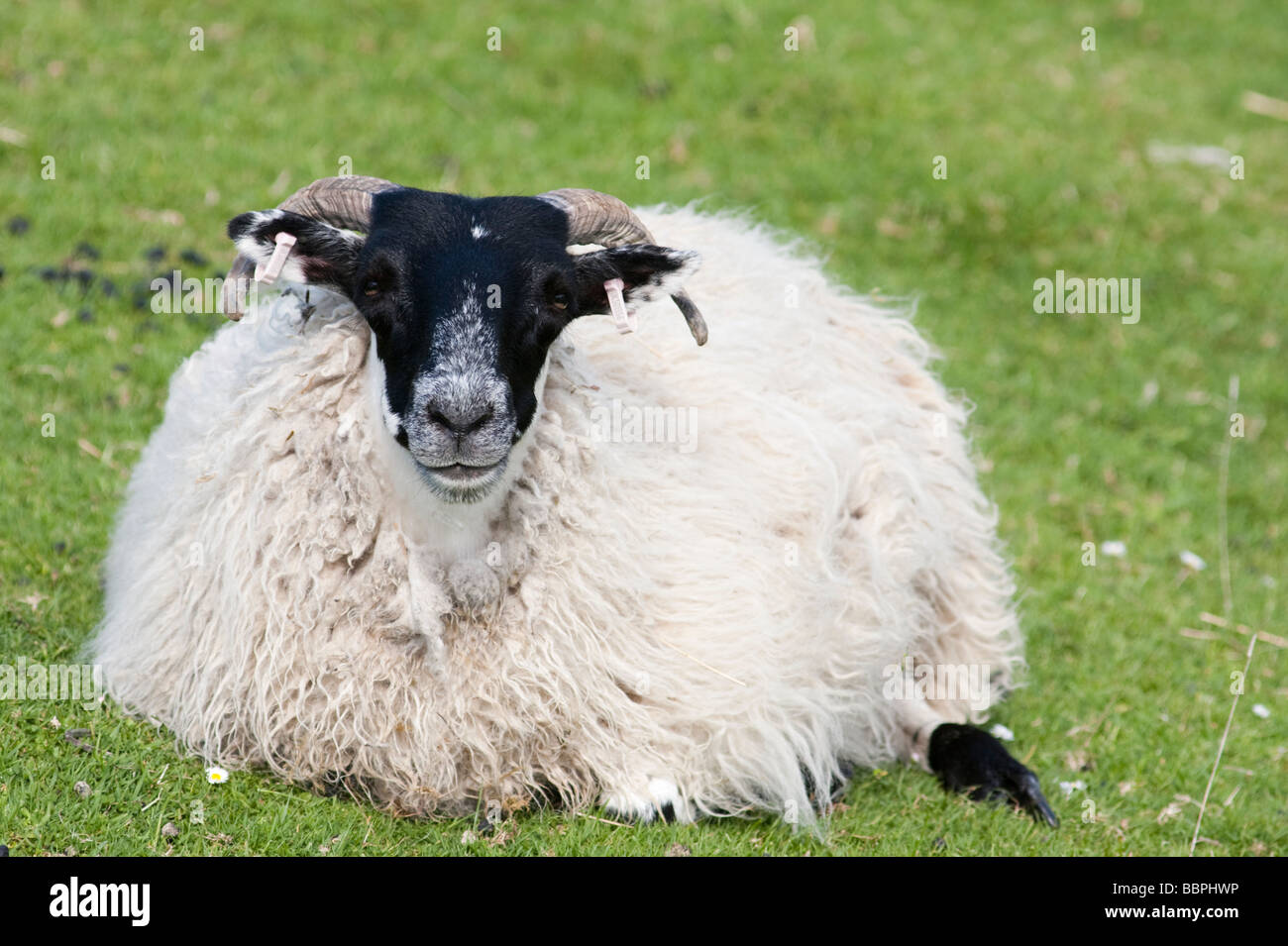 Highland Sheep resting on Skye Stock Photo