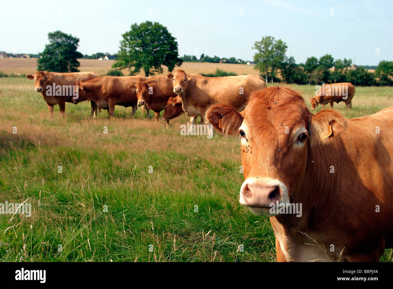CHAROLAISE COW FARM, EUREETLOIRE (28 Stock Photo Alamy