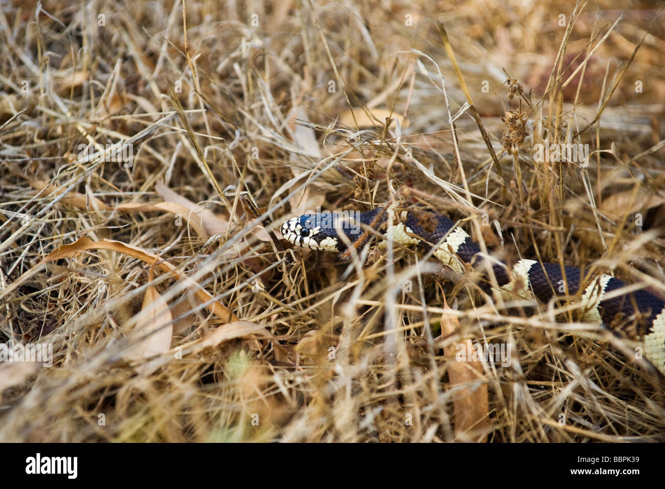 California King Snake, Lampropeltis getula californiae, in dry grass, California Stock Photo