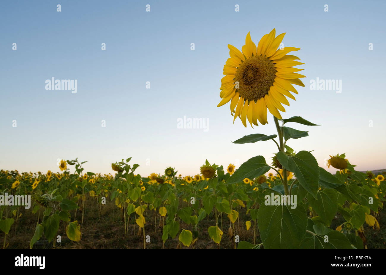 Sunflower field (Helianthus annuus) in the early morning, Free State Province, South Africa Stock Photo