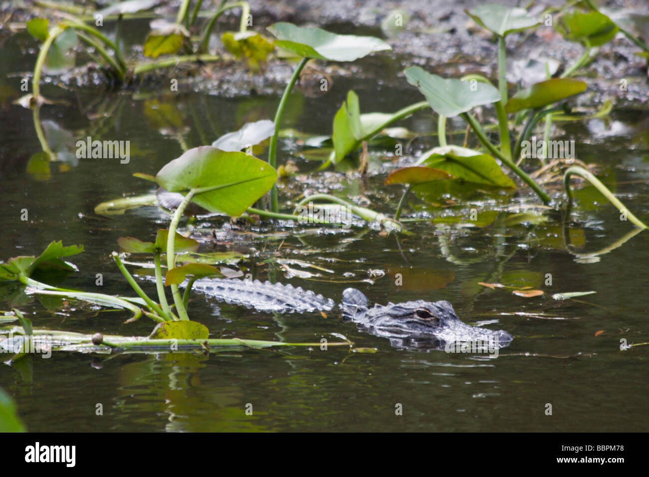 Alligators are in abundance at the base of the Shark Valley Observation ...