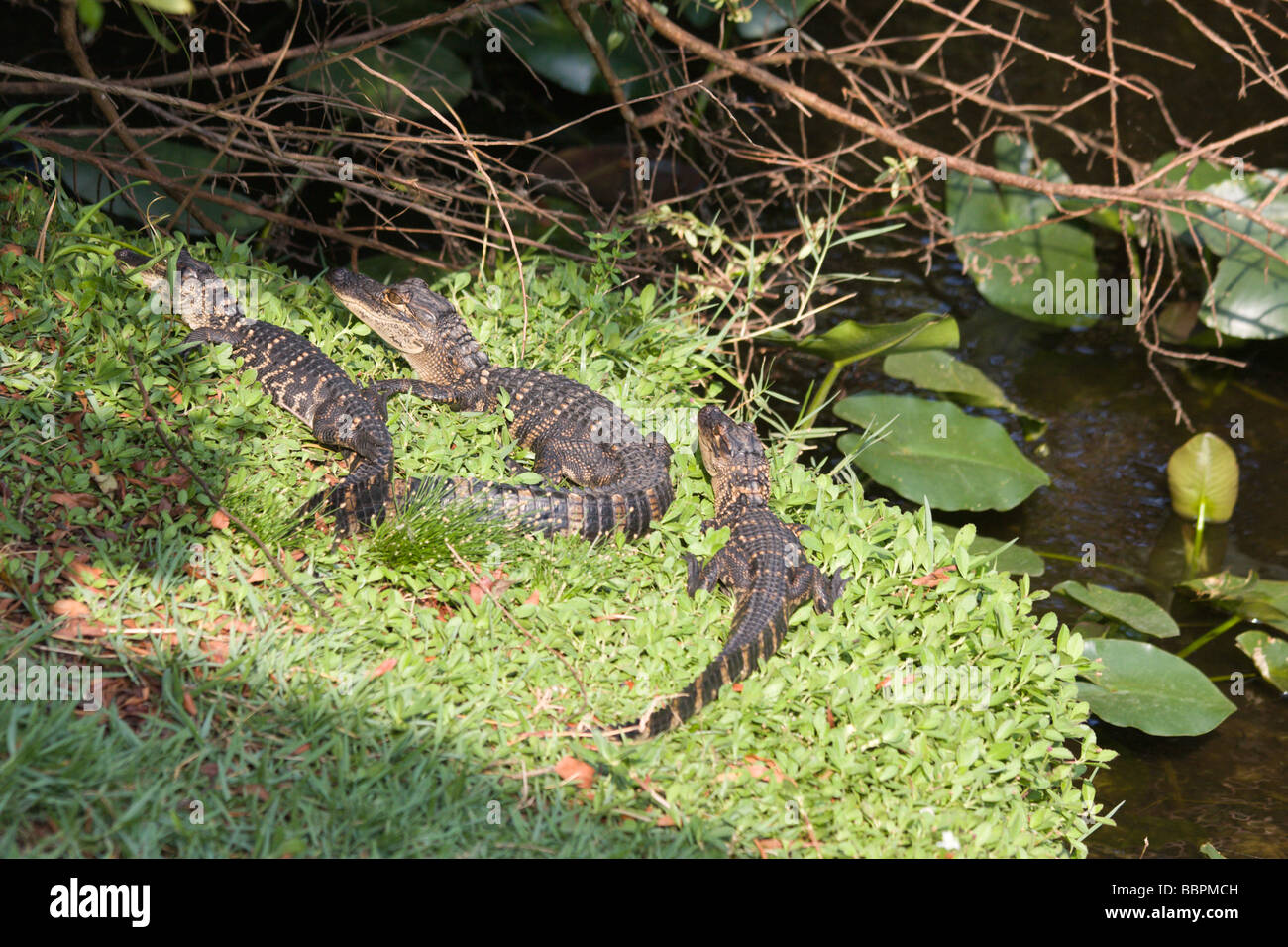 Baby alligators sunbathe next to the water near the Shark Valley