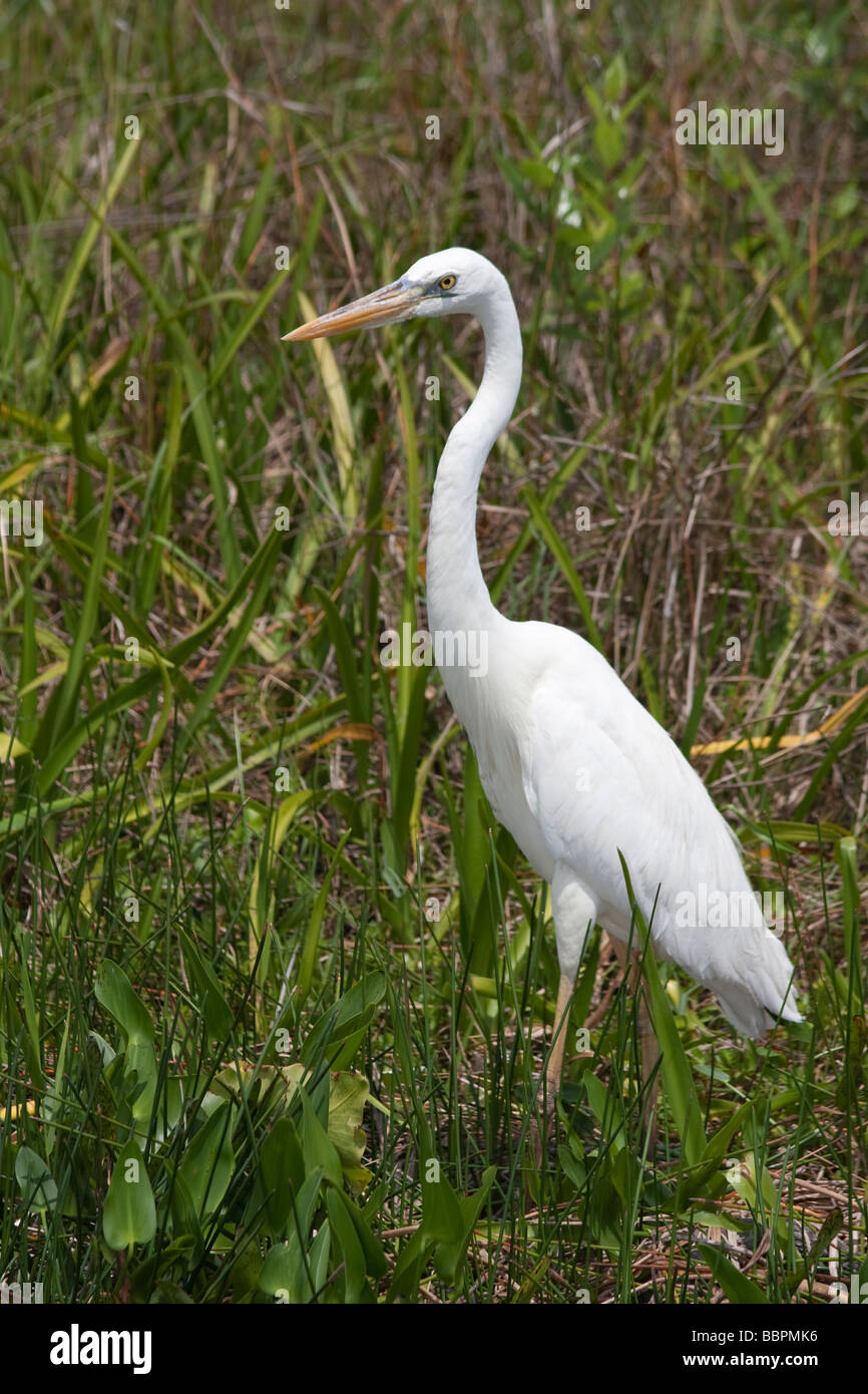 Great white herons and other birds abound on the Anhinga Trail at Royal Palm in the Everglades National Park, Florida. Stock Photo