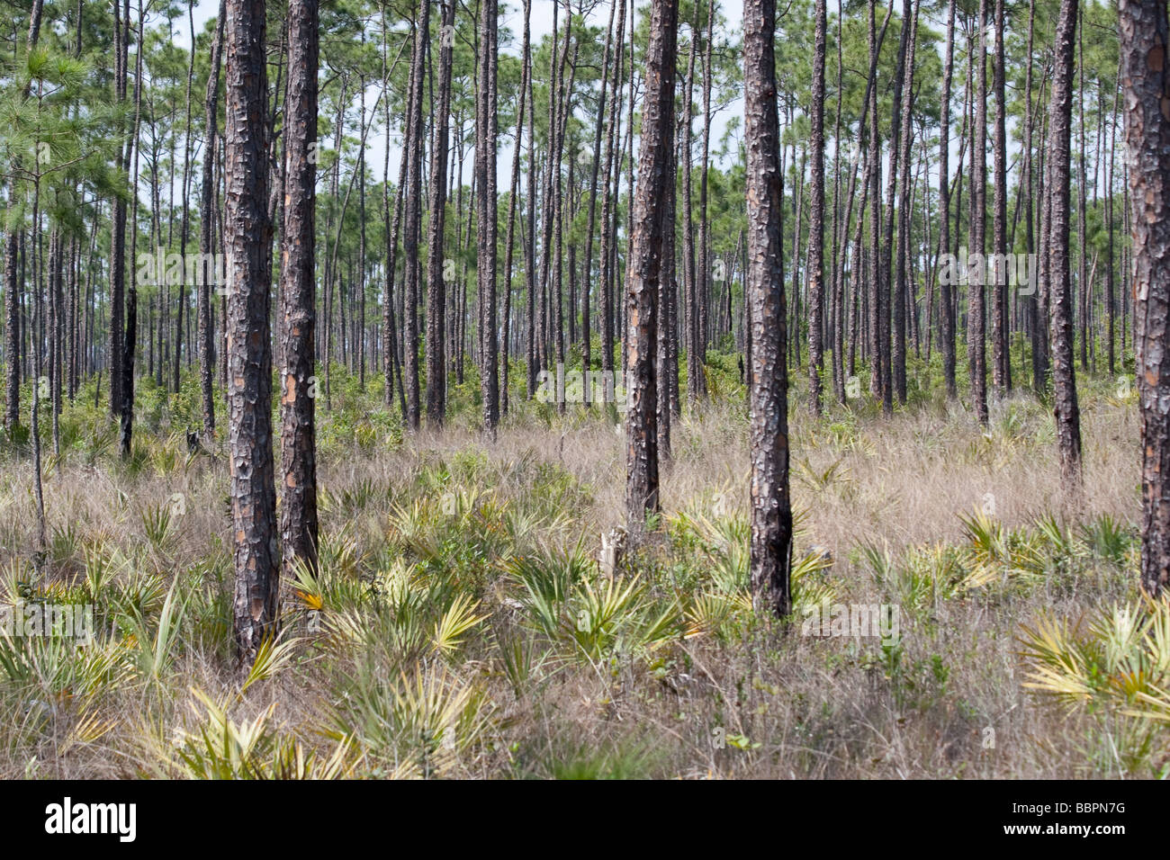 A forest of long pine trees near the eastern edge of the Everglades National Park in Florida is aptly named 'Long Pine Key.' Stock Photo