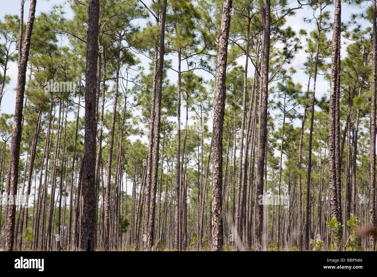 A forest of long pine trees near the eastern edge of the Everglades National Park in Florida is aptly named 'Long Pine Key.' Stock Photo