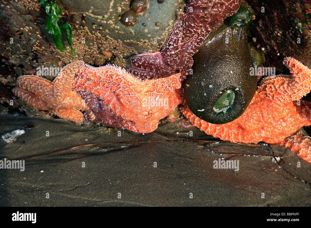 Star fish sea anemones low hires