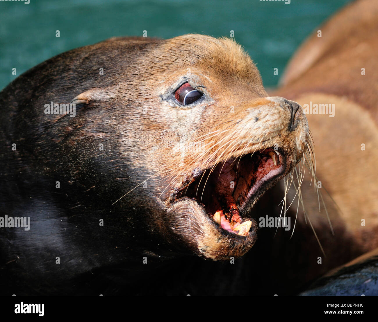 Steller Sea Lion (Eumetopias jubatus) with injured, calling, Oregon, USA Stock Photo