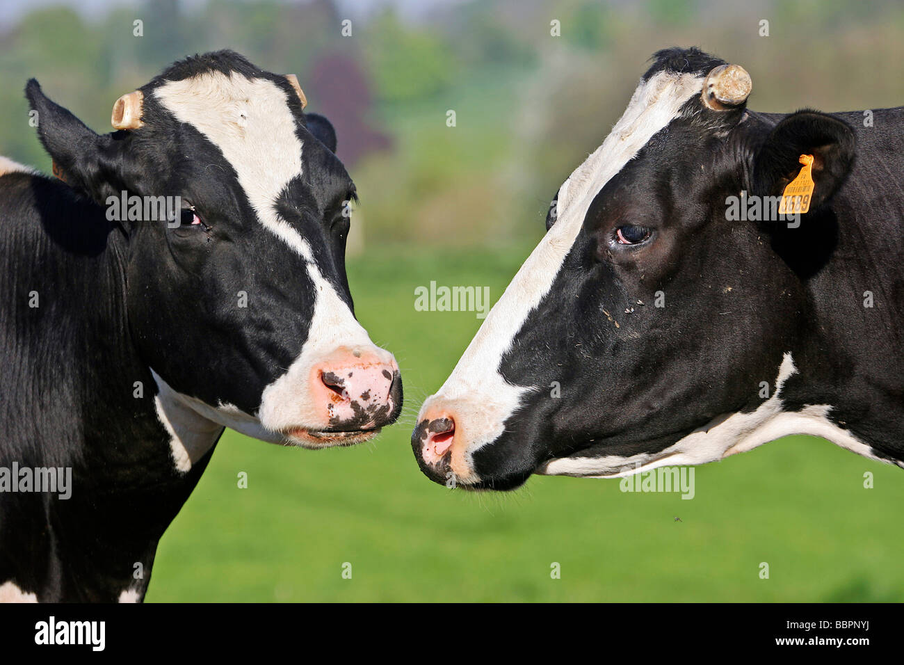 Primholstein holstein cow hi-res stock photography and images - Alamy