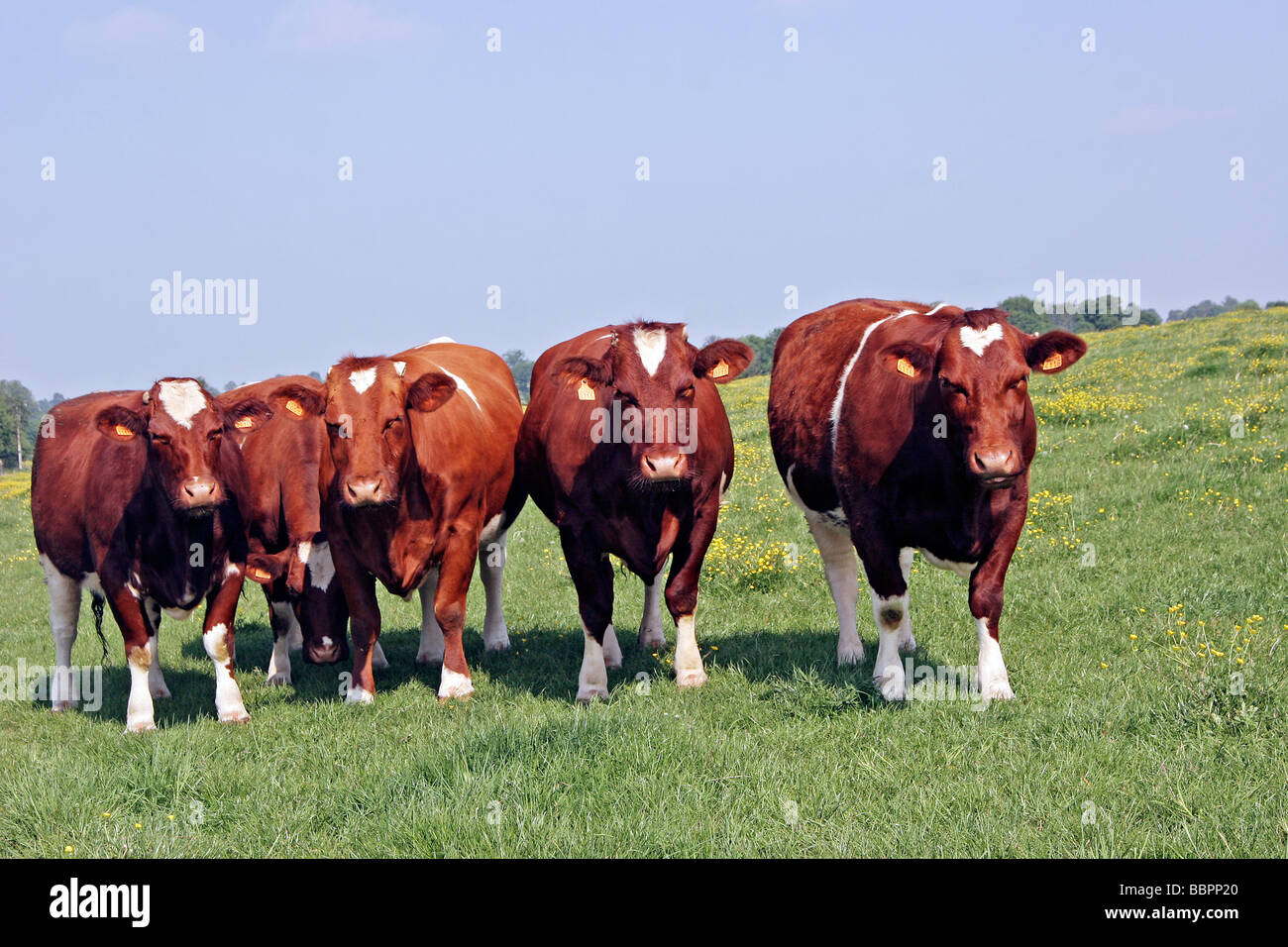 La Rouge des prés, une vache ancrée dans son terroir - Photos Futura