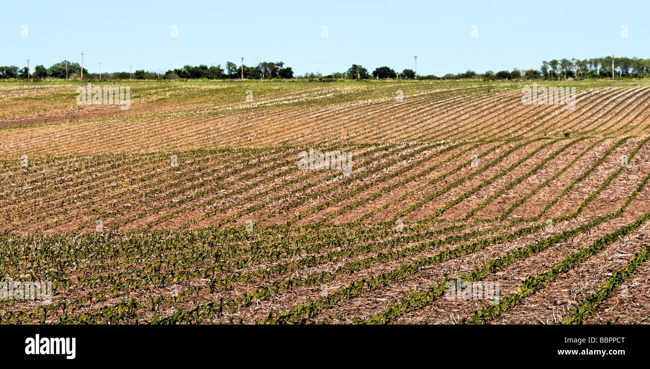 Corn Field Stock Photo