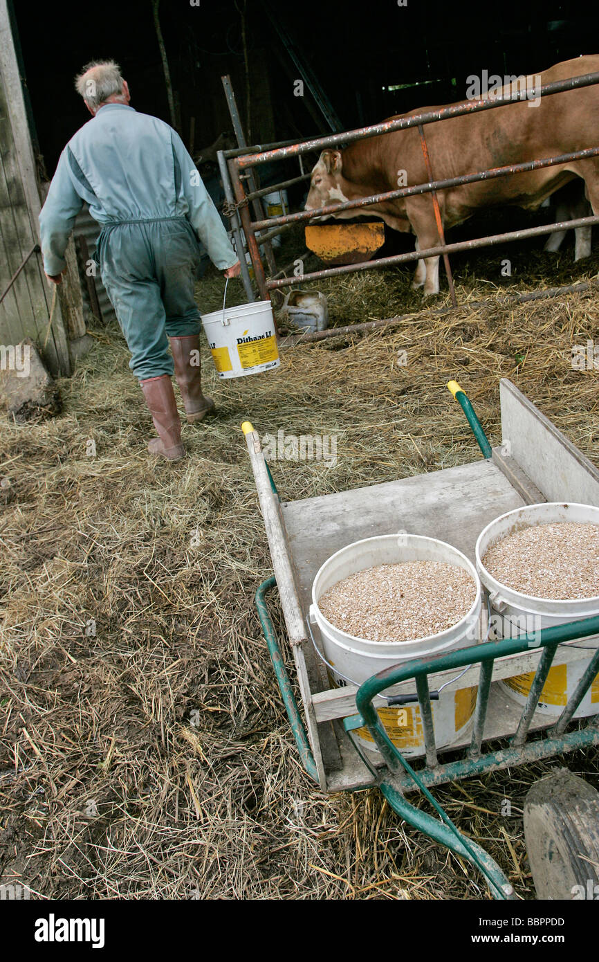 FARMER FEEDING HIS LIVESTOCK IN A STABLE Stock Photo - Alamy